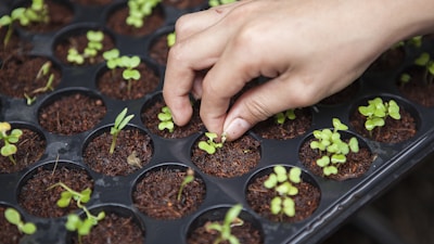 Photosynthesis Lab Simulator